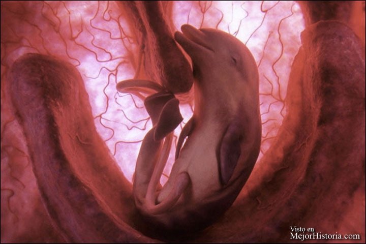 feto de delfín