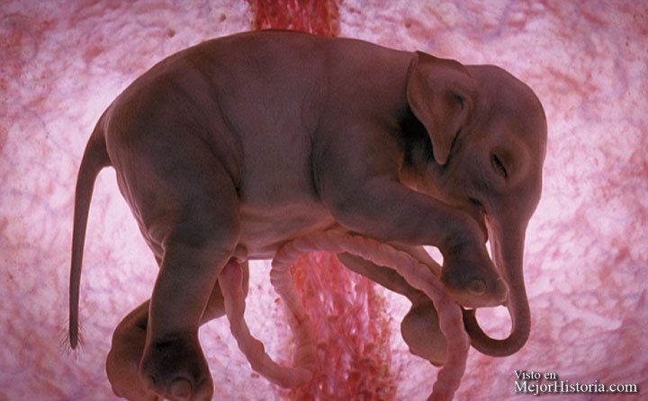 feto de elefante